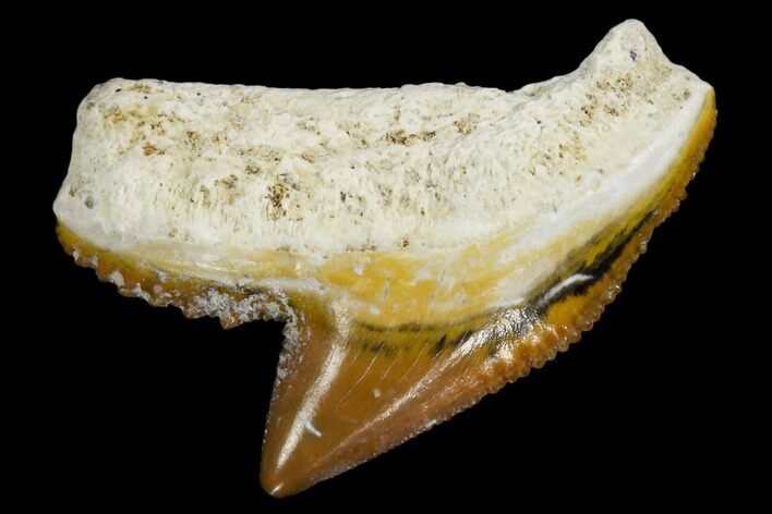 Fossil Tiger Shark Tooth - Bone Valley, Florida #113863
